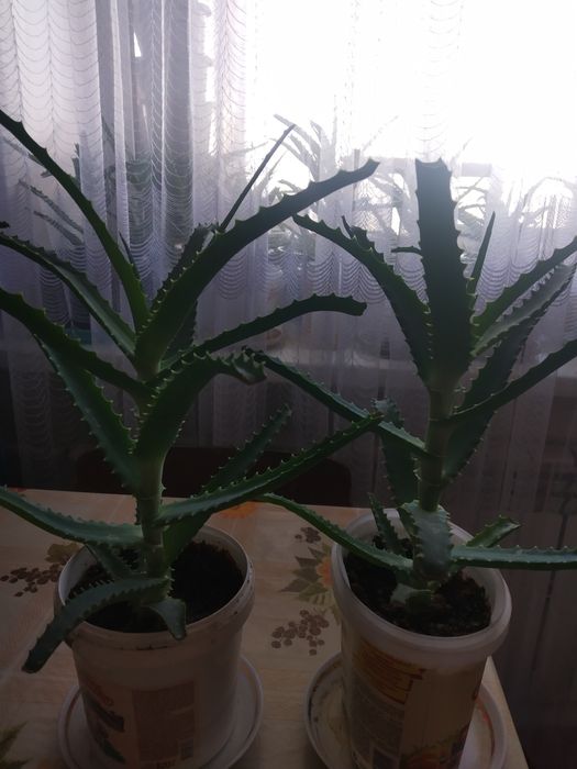 Алоэ лечебный  ,многолетний