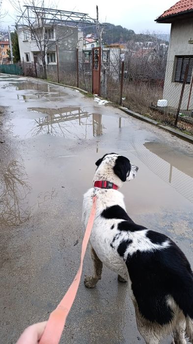 Алабай женска на година и половина