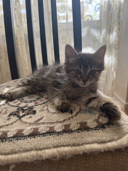 Отдам котенка в добрые руки