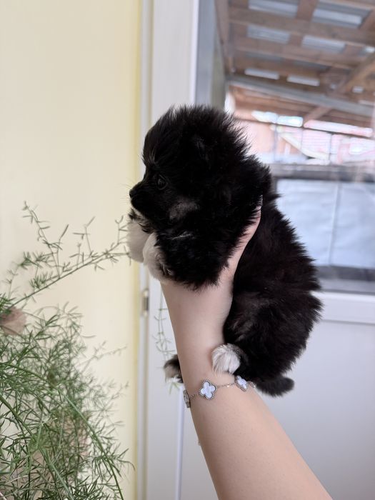 Продават се мини шпиц