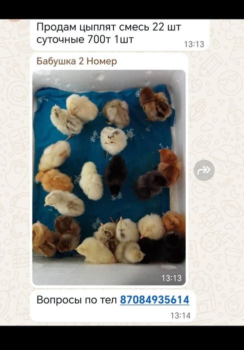 Продам цыплят разные