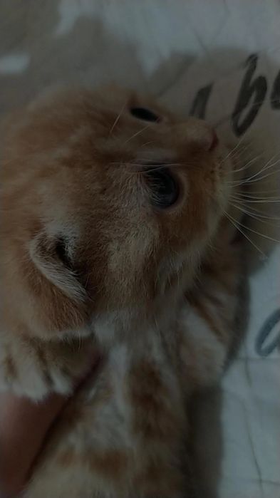 Мушукча сотилади оладиганлар тел килинглар