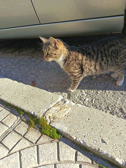 Бездомно коте търси дом!