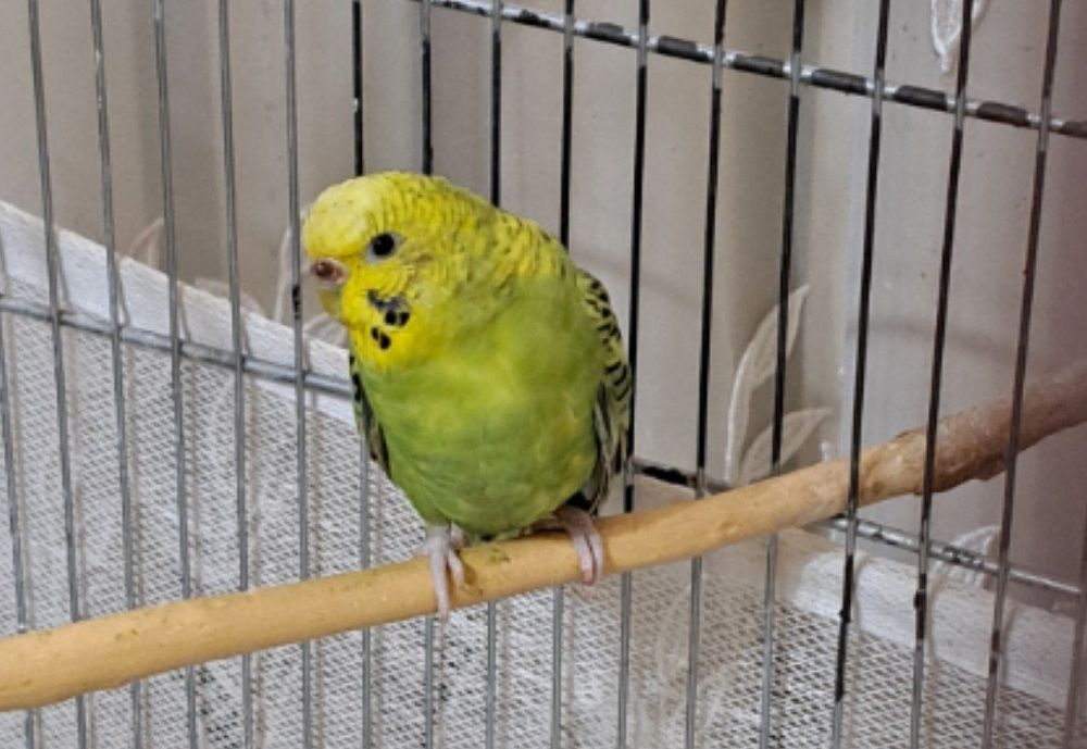 Попугаи волнистые есть 4 птицы