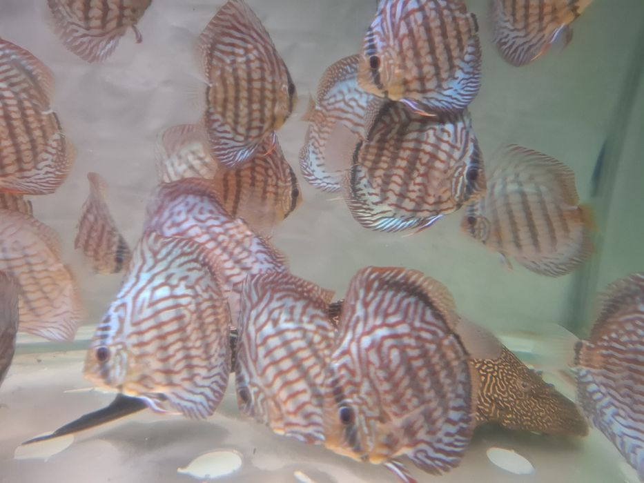 Crescatoria de discusi "Discusmaniac" Onesti