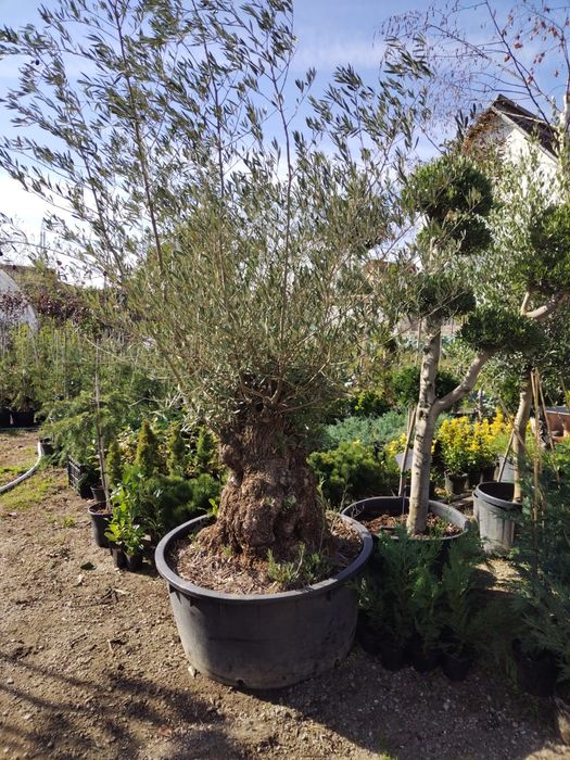 Maslin secular/ maslin bonsai de vanzare/ plante ornamentale
