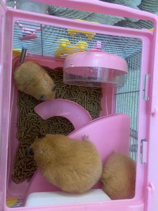 Хамяки  домашние