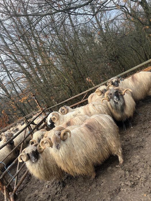 Berbeci bucalai de vanzare