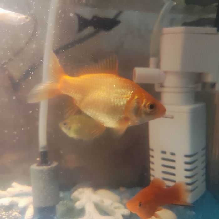 Золотая рыбка 12см-14см  самовывоз