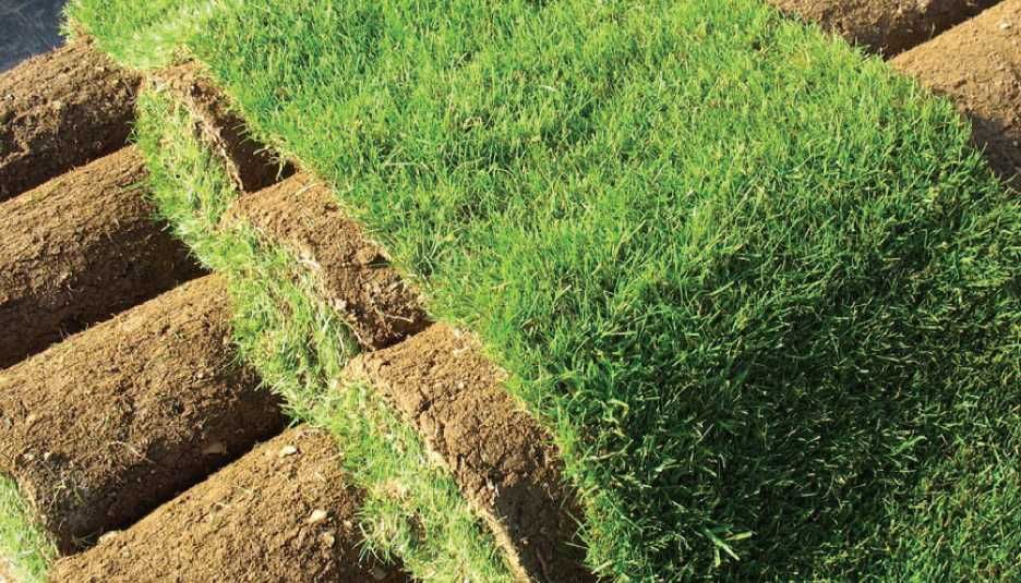 Gazon Natural pentru Gradina - Amenajare Completa