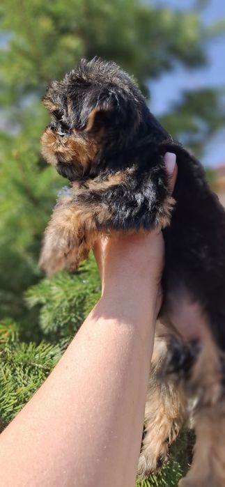 Щенки йоркширского терьера