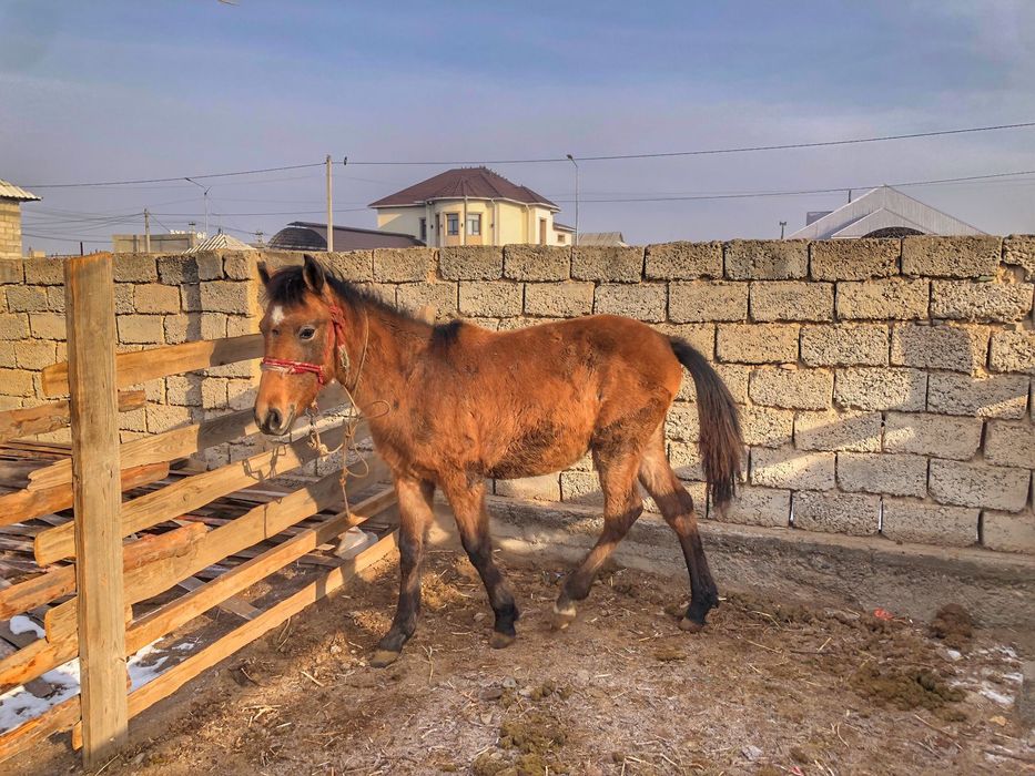 Жылкы тай.     .