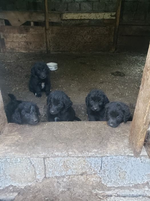 Ciobănești negru corb
