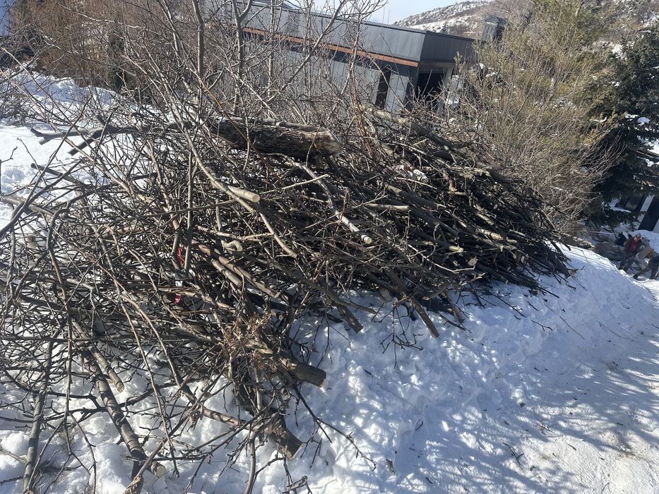 Яблоня на дрова бесплатно