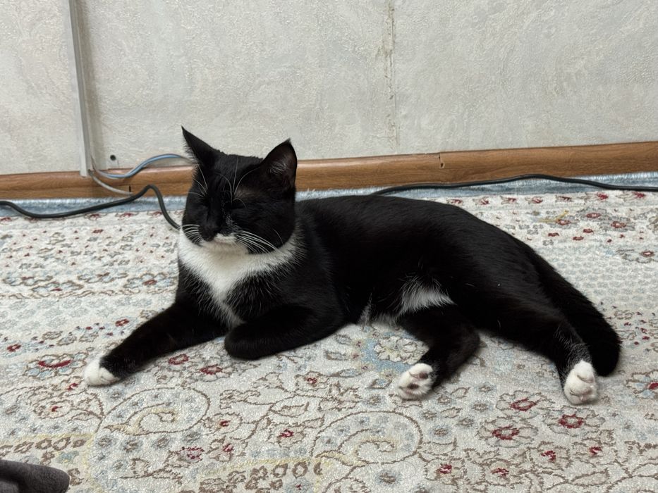 Ищем дом для кота