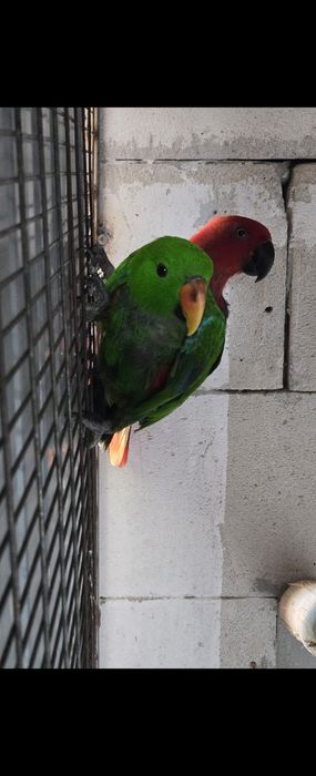 Vand  perehi echlectus ,nemes mature
