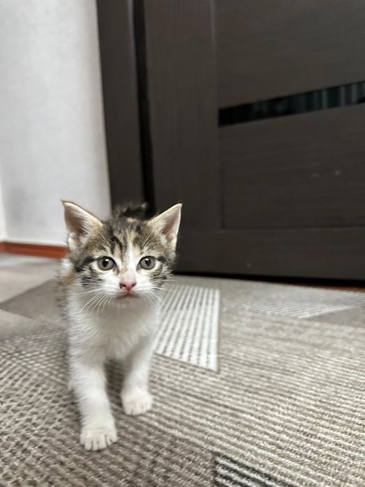 Котята в добрые руки!