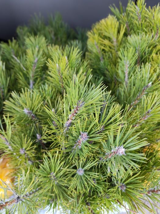 Сосна крымская 25,35см