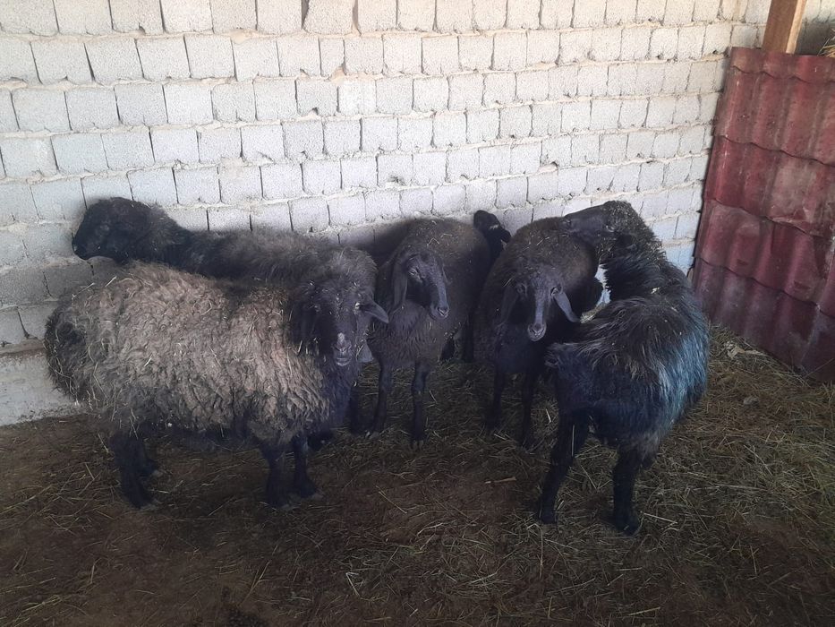 Қарасуда қой сатылады.