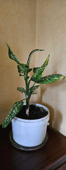 Комнатное растение