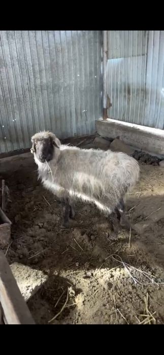 Кой қой тоқты токты