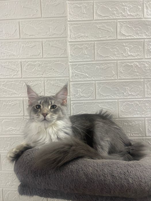 Maine Coon cu părinții campion