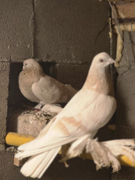 Продаются высококлассные голуби