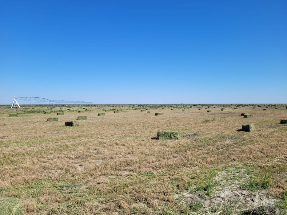 Сено Люцерны Жоңышқа пішені