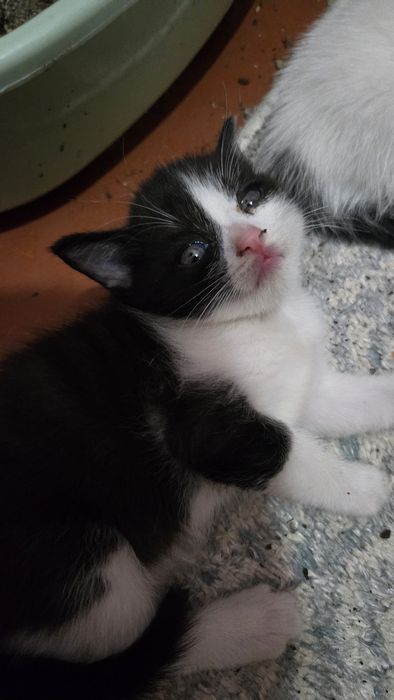 кошка домашняя 4 месяца мальчик