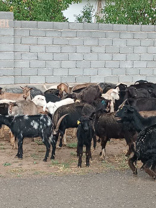 43 бас ешкі шыбыштар бар