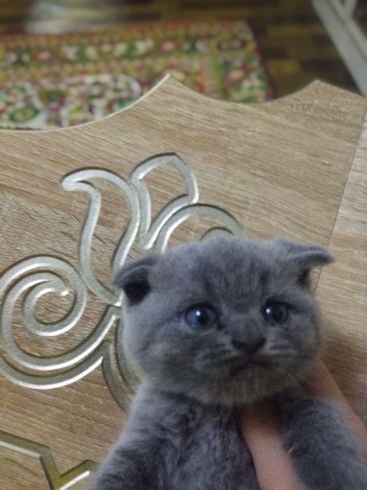 Пушистые комочки счастья скоттиш фолды