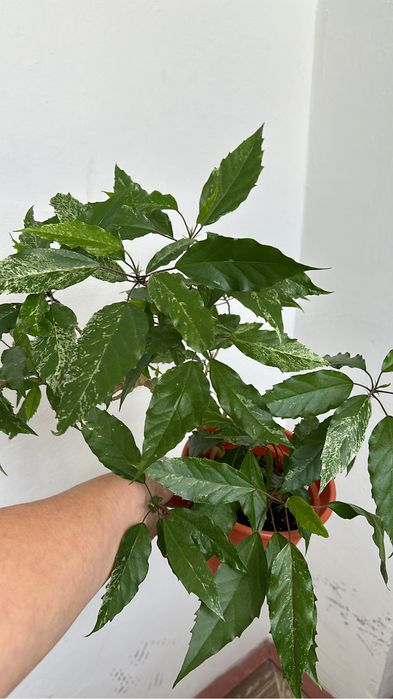 Цветы распродажа, распродажа