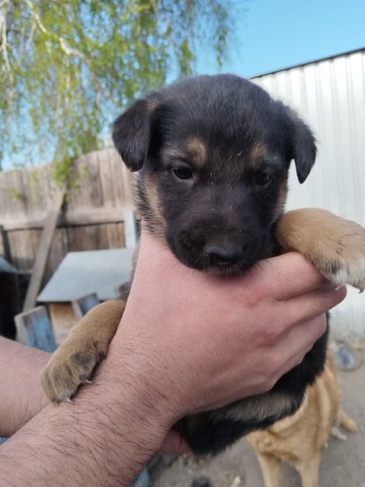 Щенки           .