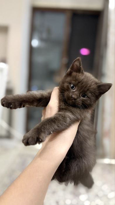 котята британские