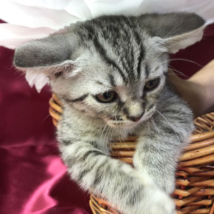 Котеночек Маечка ищет свою семью