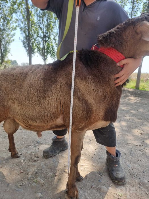 Arashan zoti, sifatli, baquvvat, sog'lom, qo'chqorlar sotiladi