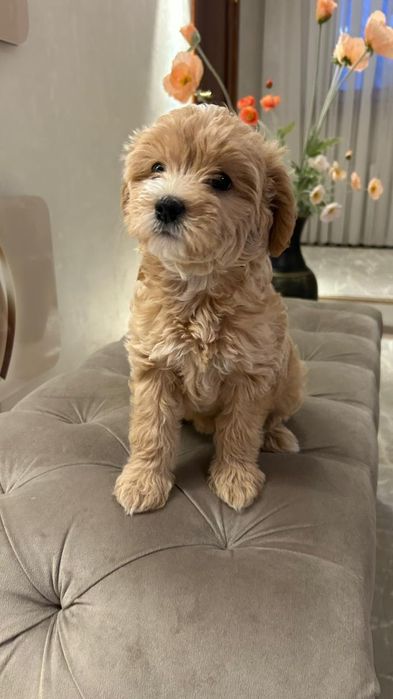 Щенки Мальтипу,    2 мес , мальчик и девочка