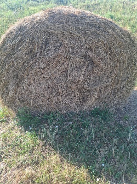 Baloți de lucernă 120/150