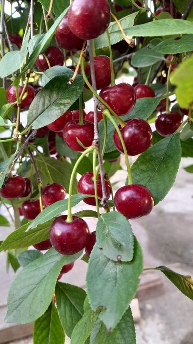 Продам вишню из своего Сада.