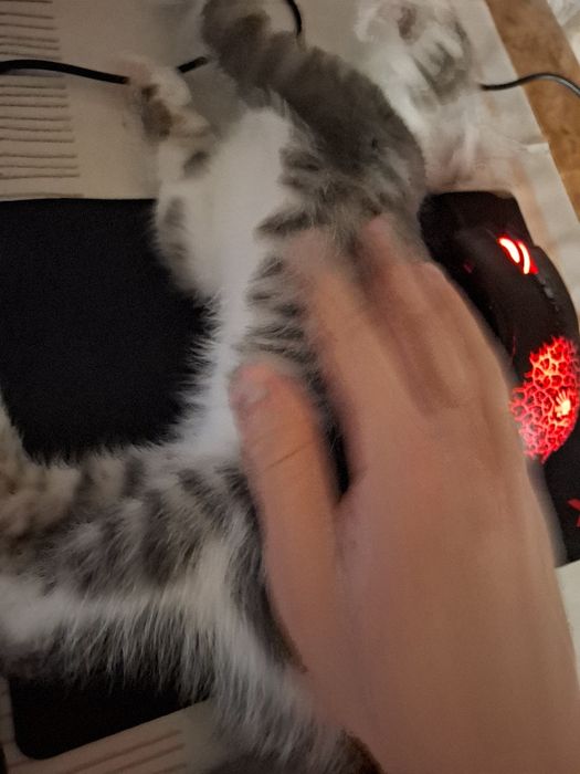 Кошечка, 5 месяцев