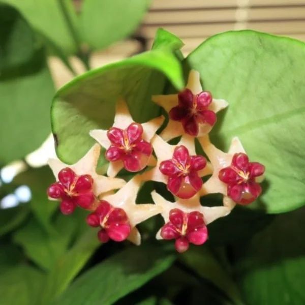Hoya polyneura 'Vietnam' два черенка