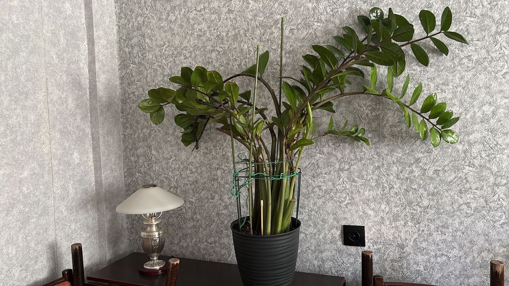 Замиакулькас высокий цветы