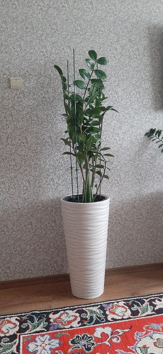 Продам комнатные цветы