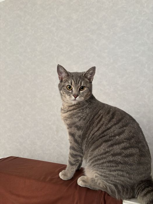 Шотландский кот ищет кошечку для вязки