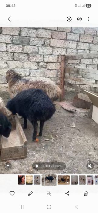 Животных ьджьшььб