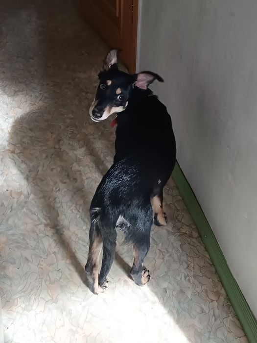 Отдам в добрые руки