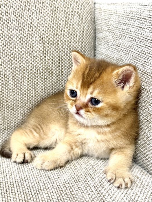 Pisic British Shorthair: culoare rară, pedigree, teste genetice complete