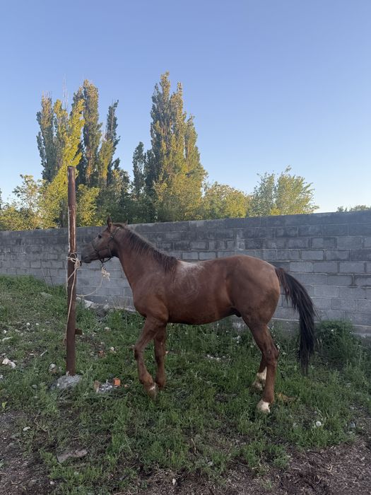 Айғыр сатылады 6 жасар