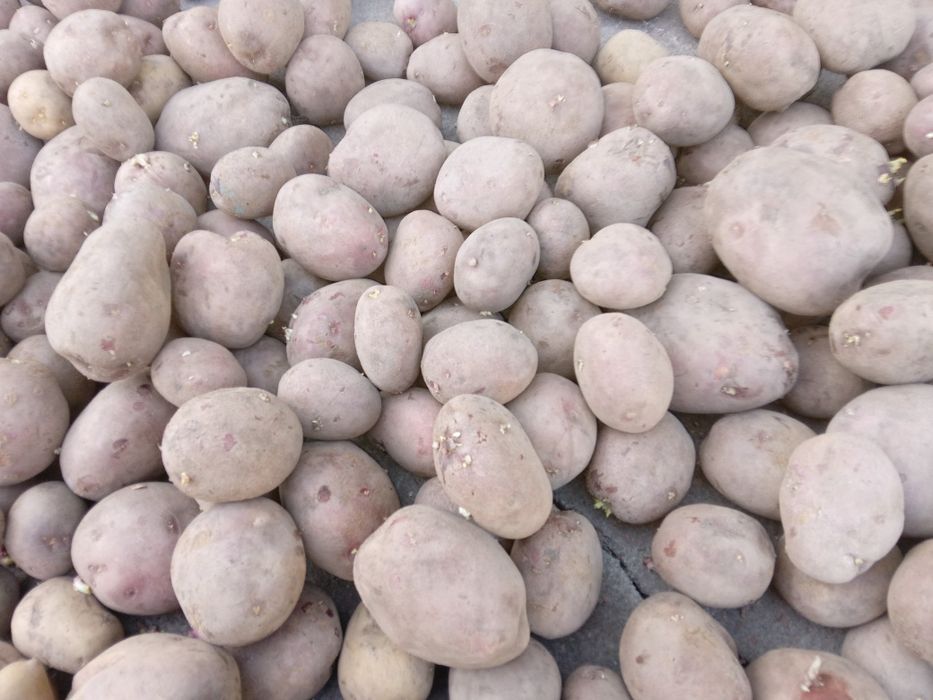 Продаётся картофель