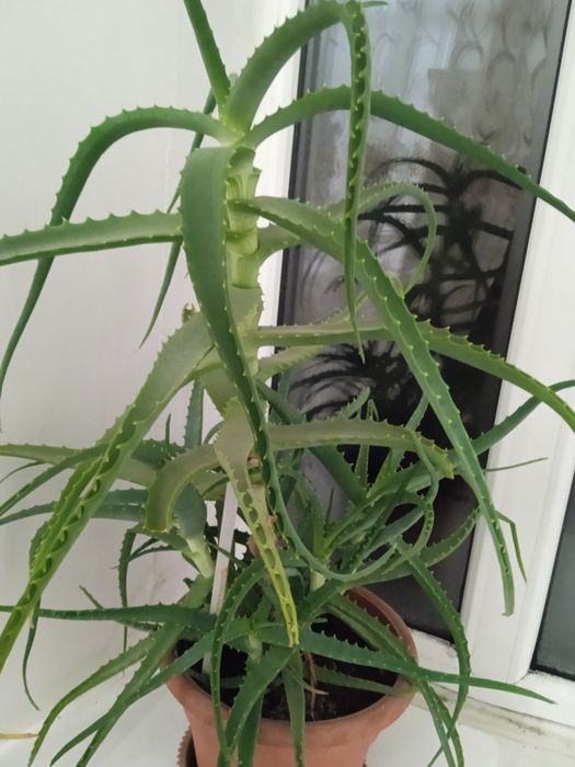 Продам алое,четыре  года .